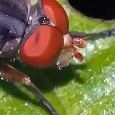 Brachyopa scutellaris